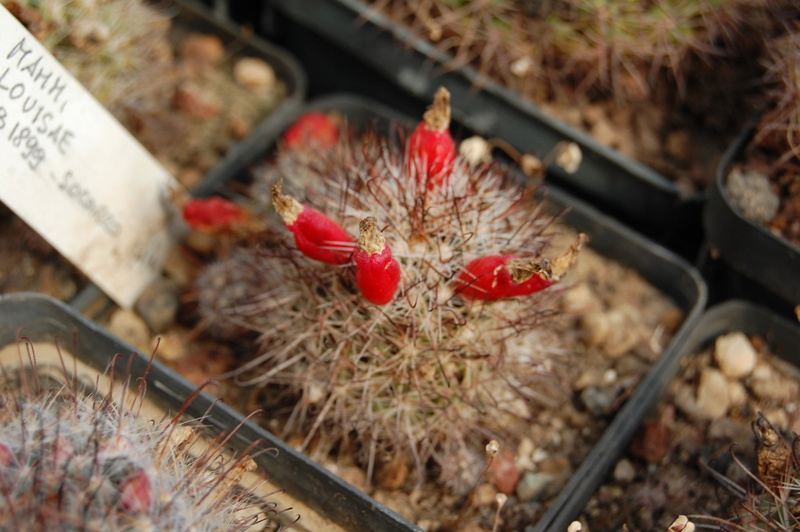 Mammillaria hutchisoniana ssp. louisae SB 1899