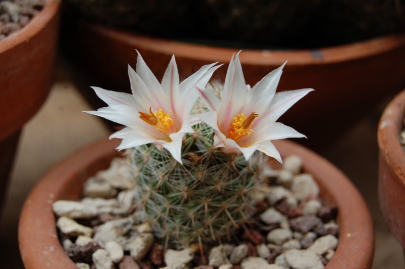 Mammillaria hutchisoniana ssp. louisae SB 1484