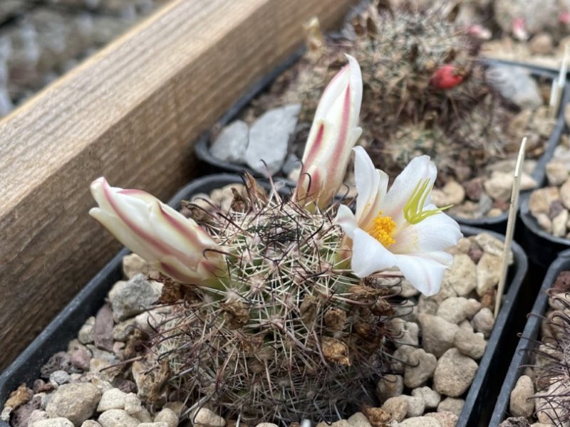 Mammillaria hutchisoniana ssp. louisae 