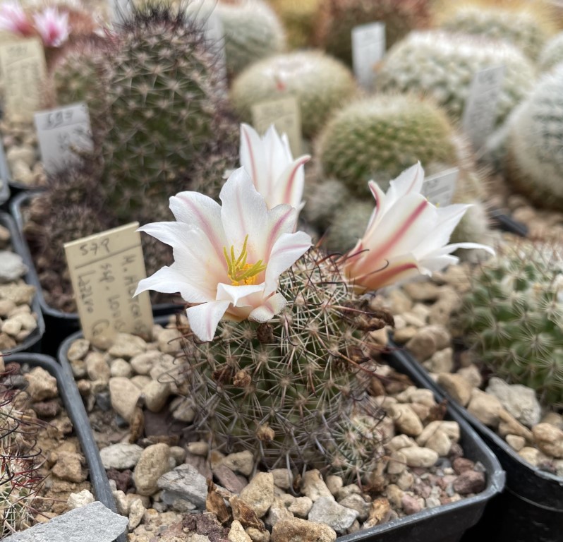 Mammillaria hutchisoniana ssp. louisae 