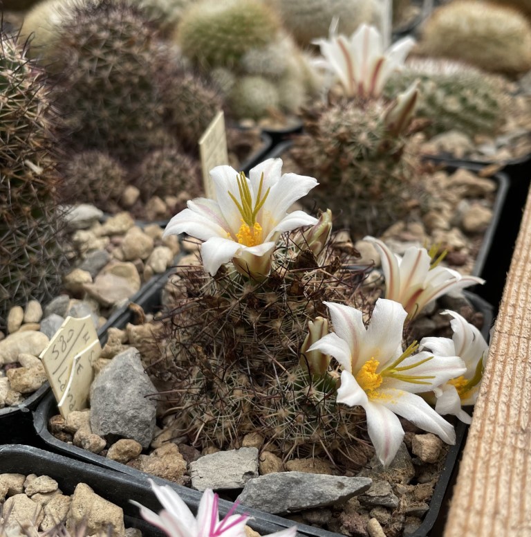 Mammillaria hutchisoniana ssp. louisae 