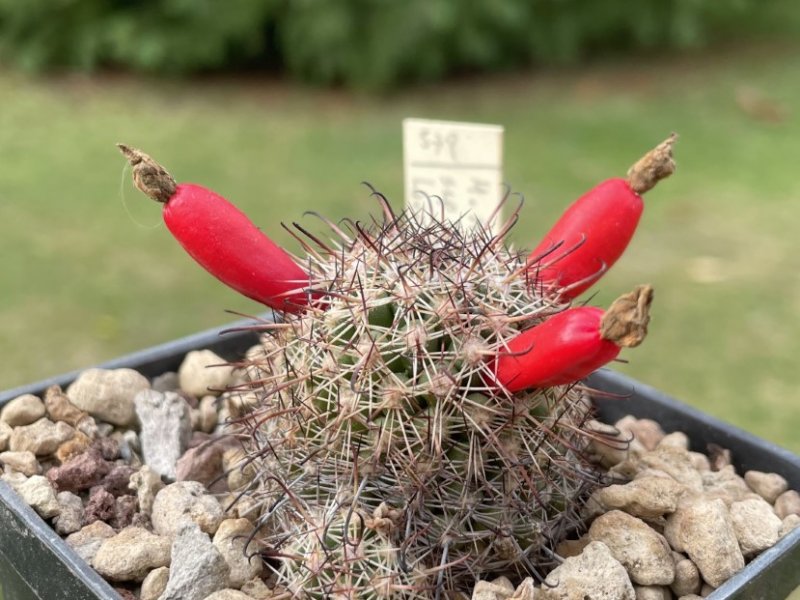 Mammillaria hutchisoniana ssp. louisae 