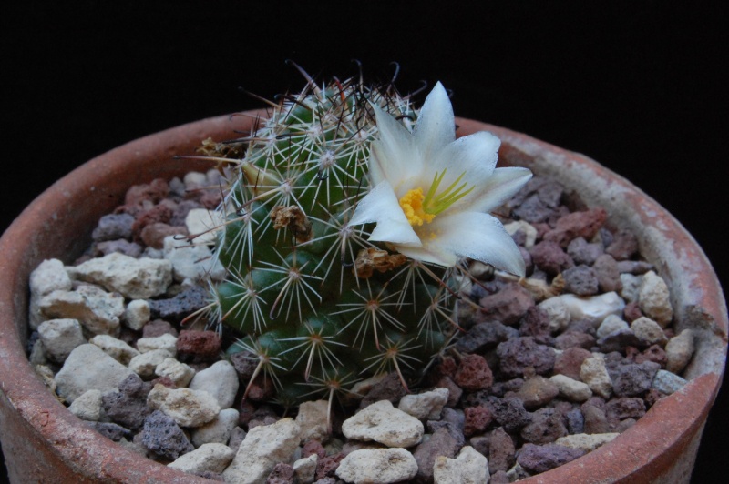 mammillaria hutchisoniana ssp. louisae
