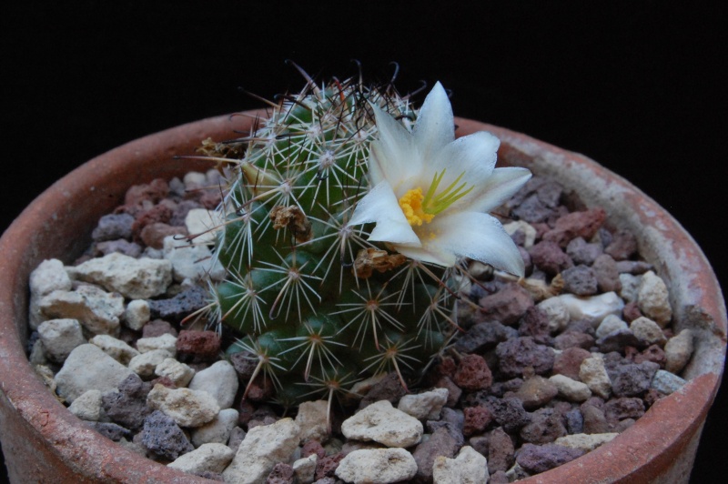 Mammillaria hutchisoniana ssp. louisae 