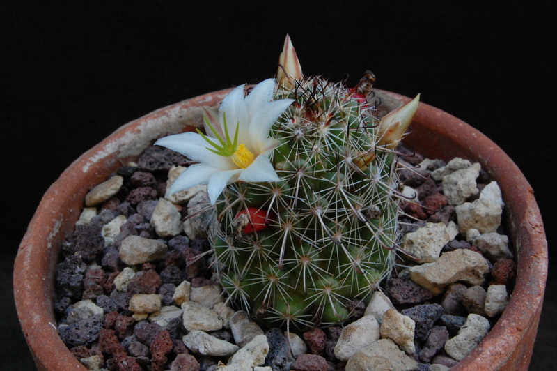 Mammillaria hutchisoniana ssp. louisae 