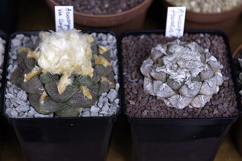 Ariocarpus fissuratus ssp. lloydii 