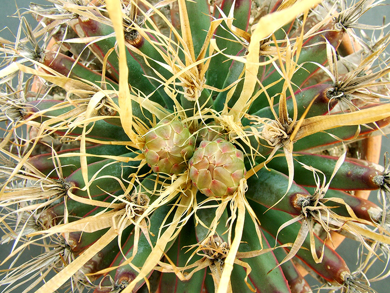 Leuchtenbergia principis 