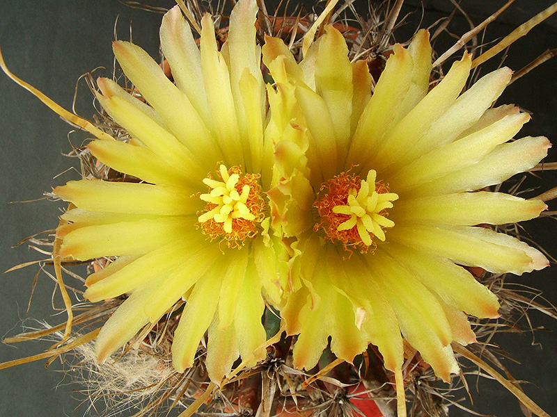 Leuchtenbergia principis 