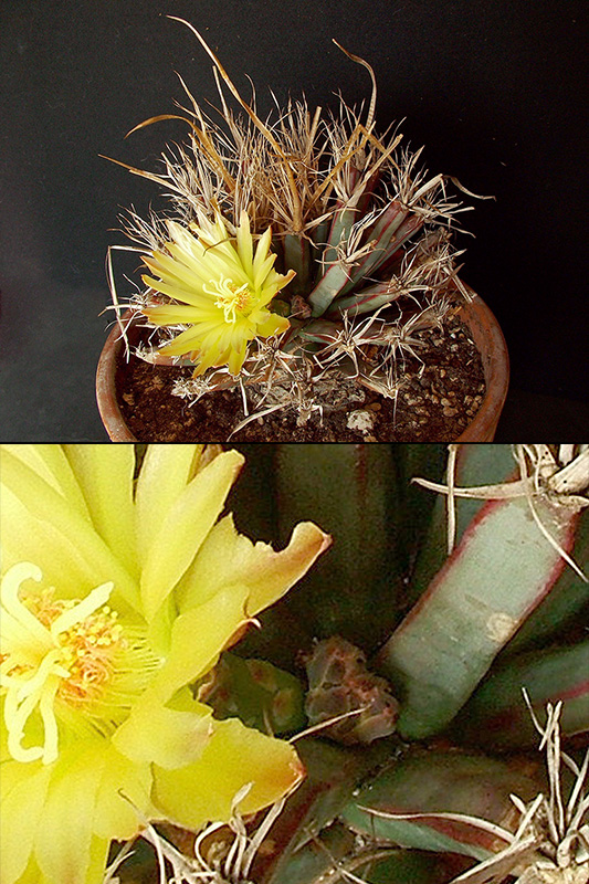 Leuchtenbergia principis 