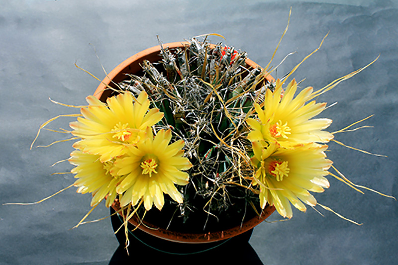 Leuchtenbergia principis 