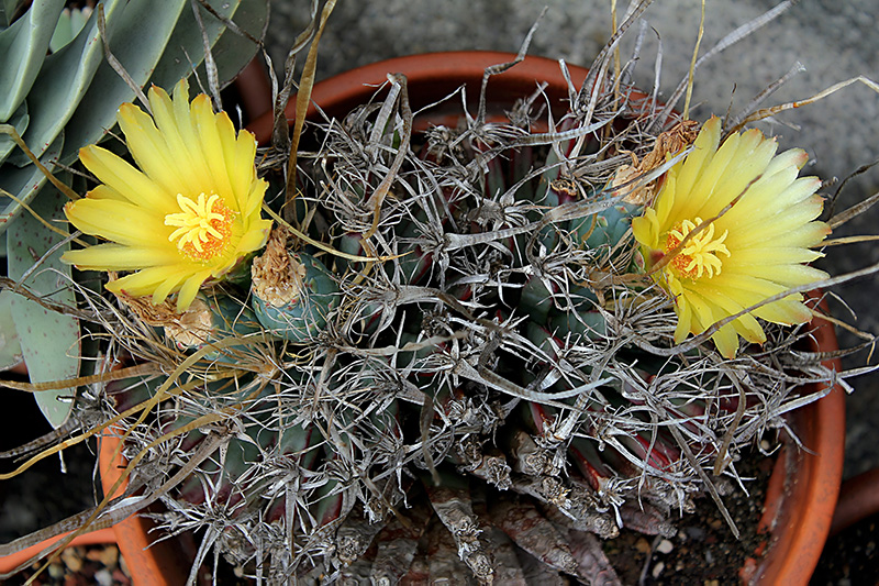 Leuchtenbergia principis 