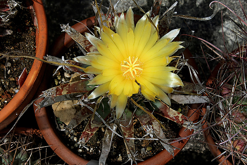 Leuchtenbergia principis 