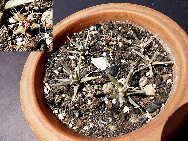 Leuchtenbergia principis 