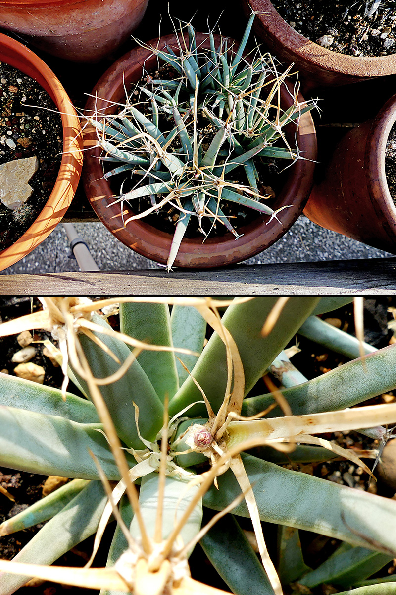 Leuchtenbergia principis 