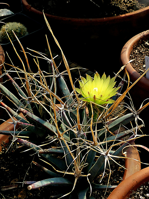 Leuchtenbergia principis 