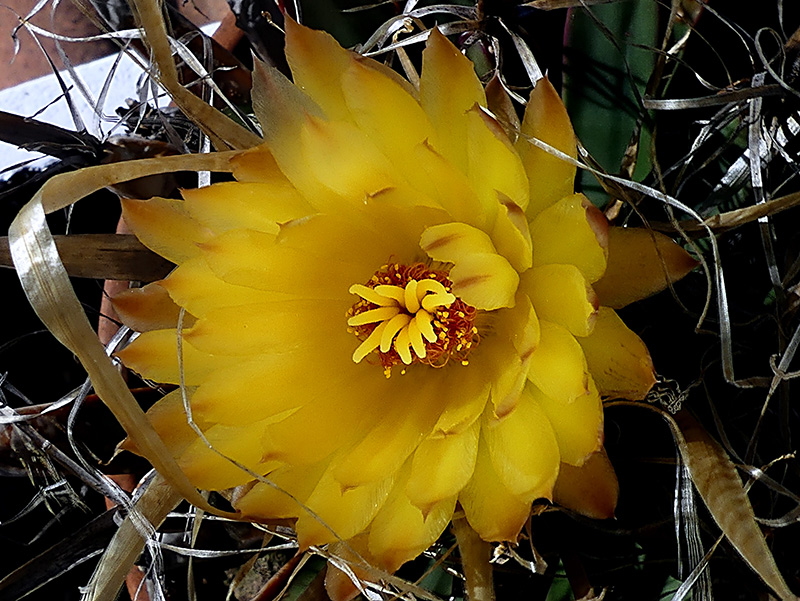 Leuchtenbergia principis 