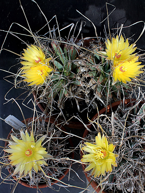 Leuchtenbergia principis 