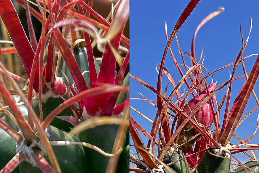 Ferobergia hybrid 