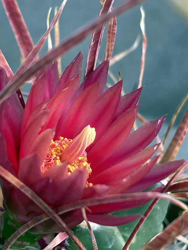 Ferobergia hybrid 