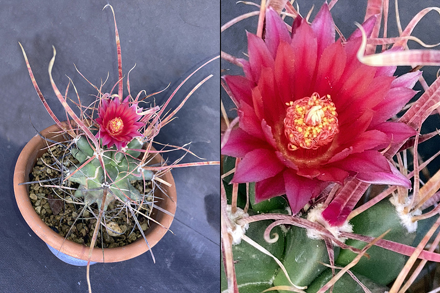 Ferobergia hybrid 