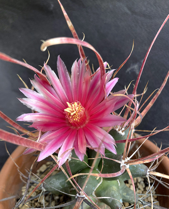 Ferobergia hybrid 