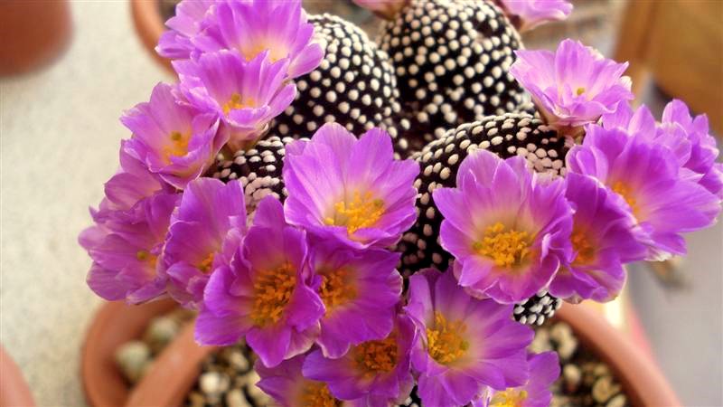 Mammillaria luethyi 