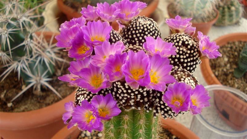 Mammillaria luethyi 