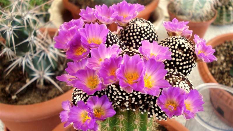 Mammillaria luethyi 