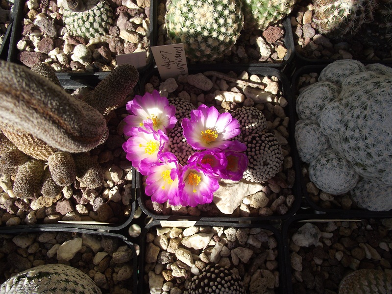 Mammillaria luethyi 