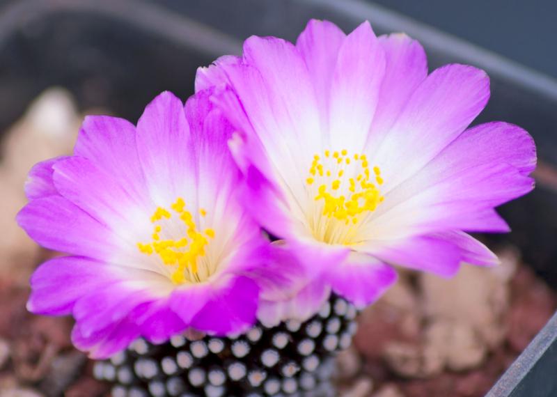 Mammillaria luethyi 