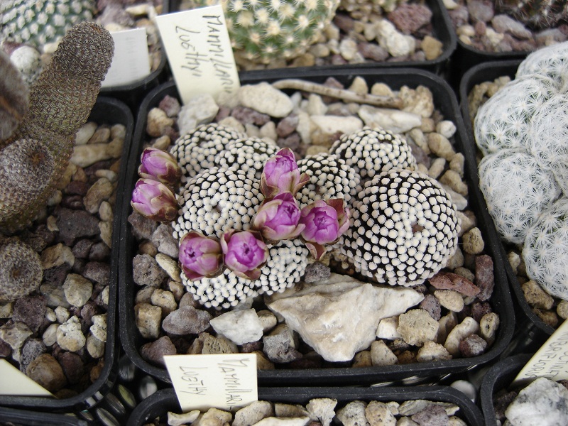 Mammillaria luethyi 