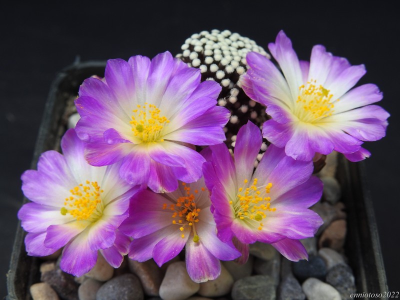 Mammillaria luethyi mz1753