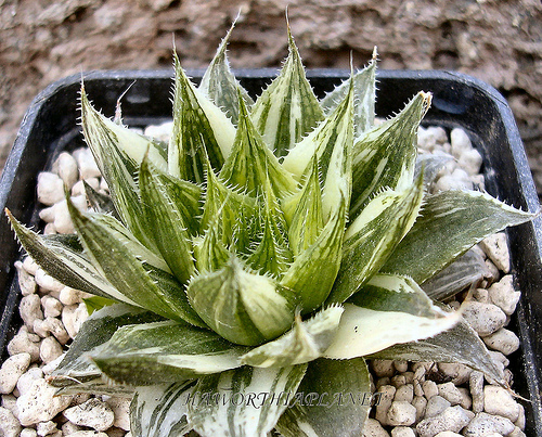 Haworthia luteorosea f. variegata 