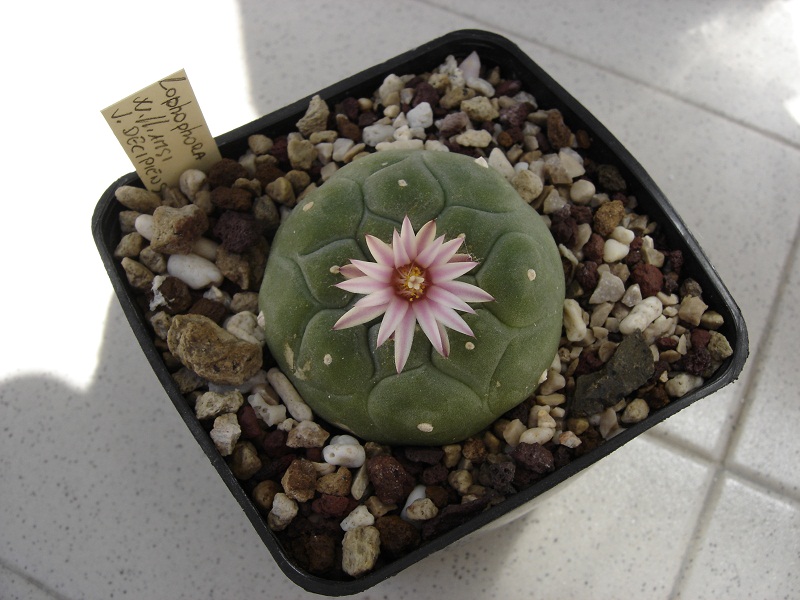 Lophophora williamsii v. decipiens 