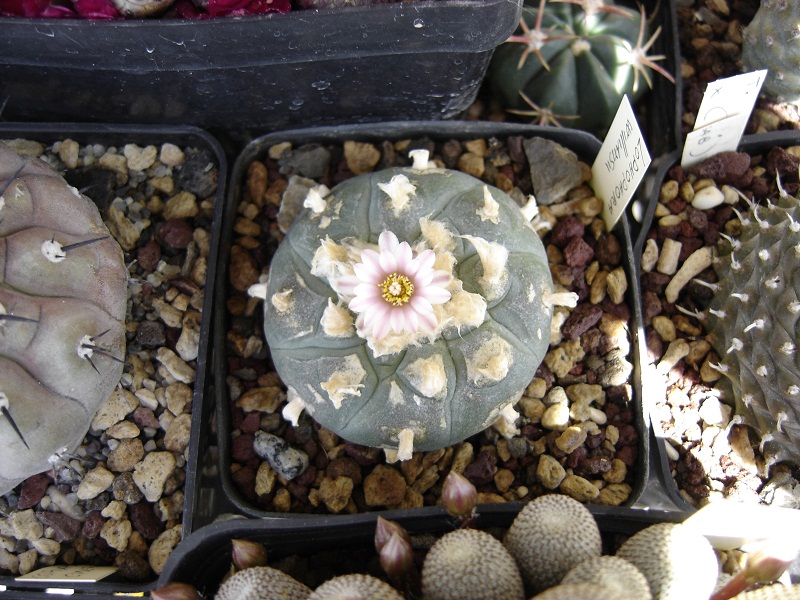 Lophophora williamsii 