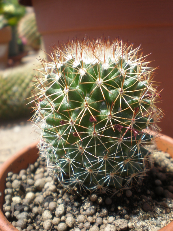Mammillaria backebergiana 