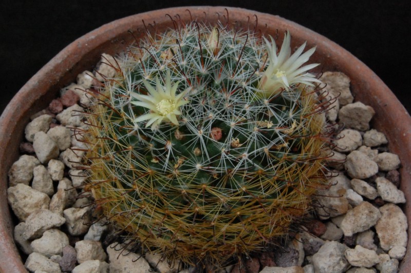 Mammillaria aff. moeller-valdeziana M 82