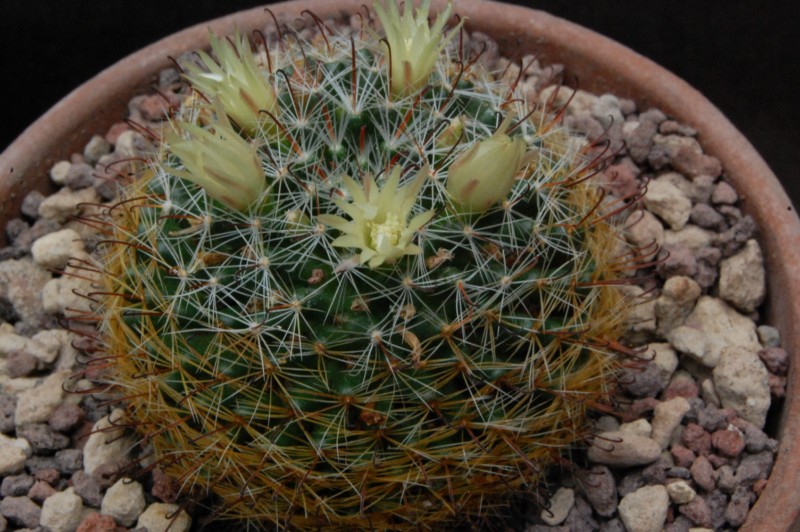 Mammillaria aff. moeller-valdeziana M 82