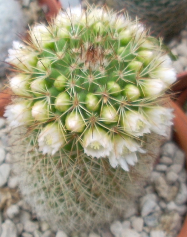 Mammillaria backebergiana cv. fiore bianco 