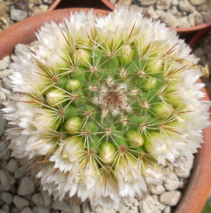 Mammillaria backebergiana 