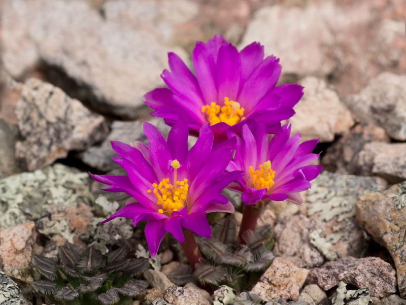 Mammillaria bertholdii 