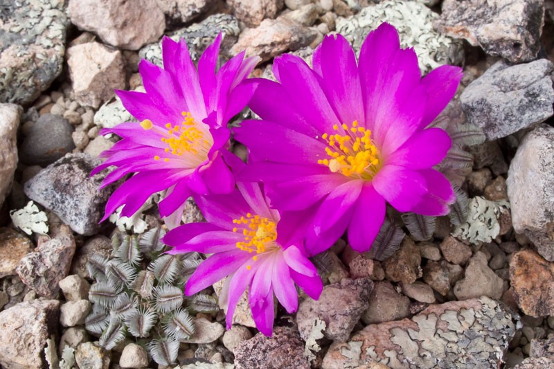 Mammillaria bertholdii 