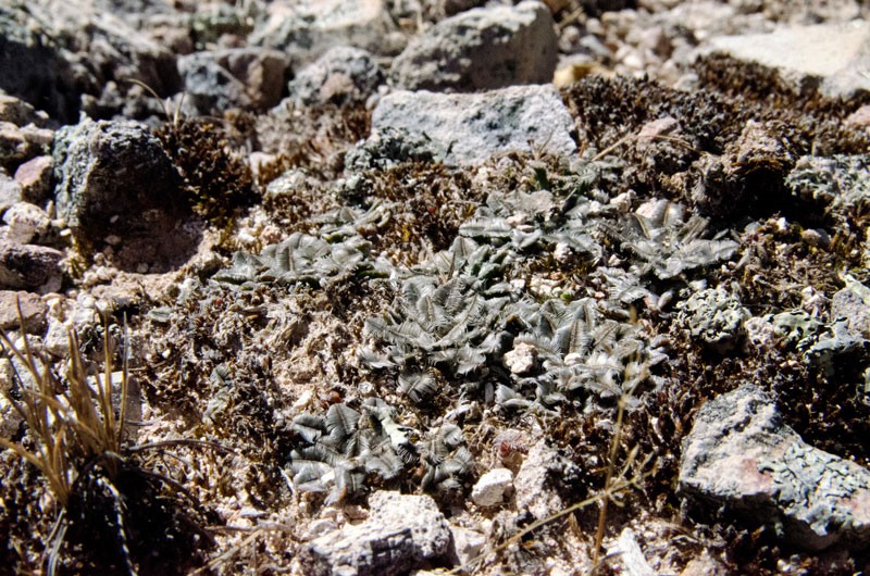 Mammillaria bertholdii 