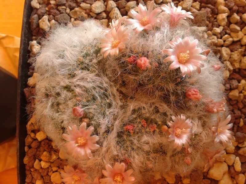 Mammillaria bocasana f. cristata 