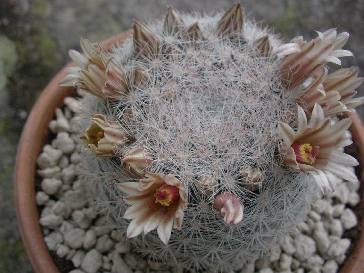 Mammillaria candida 