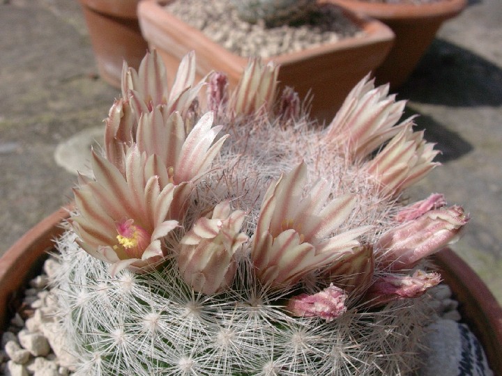 Mammillaria candida 