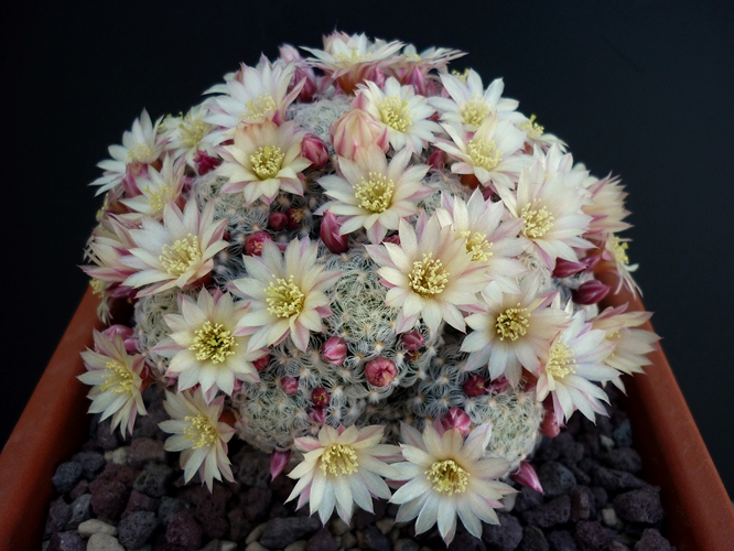 Mammillaria nana ssp. duwei 