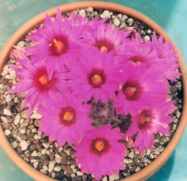 Mammillaria guelzowiana 