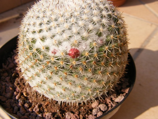 Mammillaria haageana ssp. elegans 