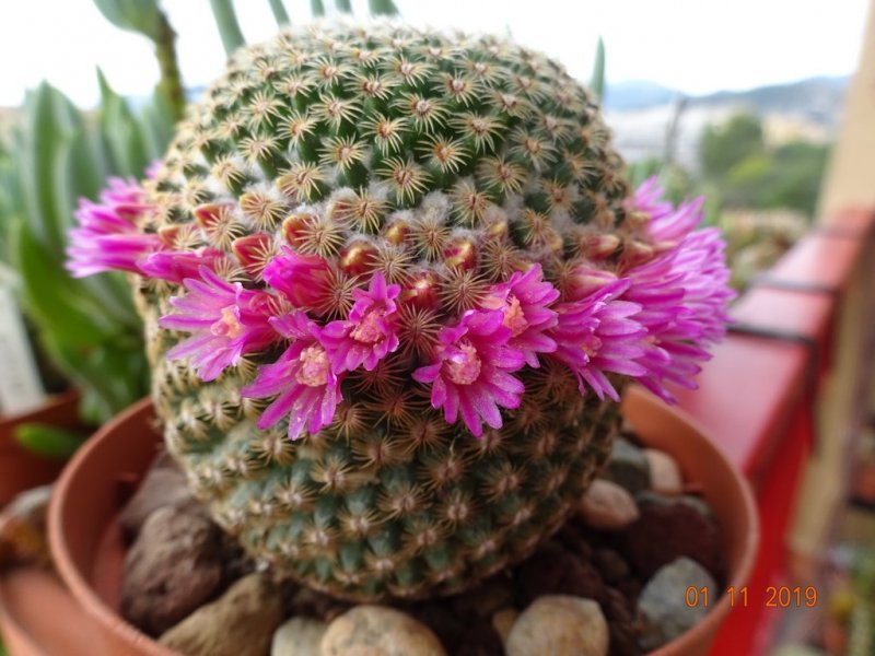 Mammillaria huitzilopochtli 